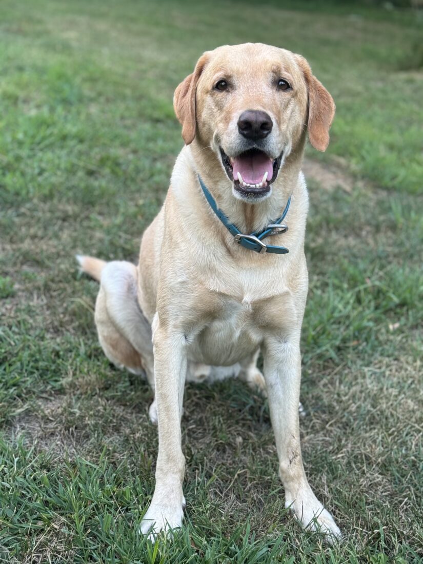 Meet the Canine Candidates for Mayor of One Kentucky Town