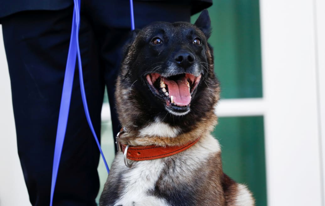 Conan, the U.S. military dog that was injured in the U.S. raid in Syria that killed ISIS leader Abu Bakr al-Baghdadi.