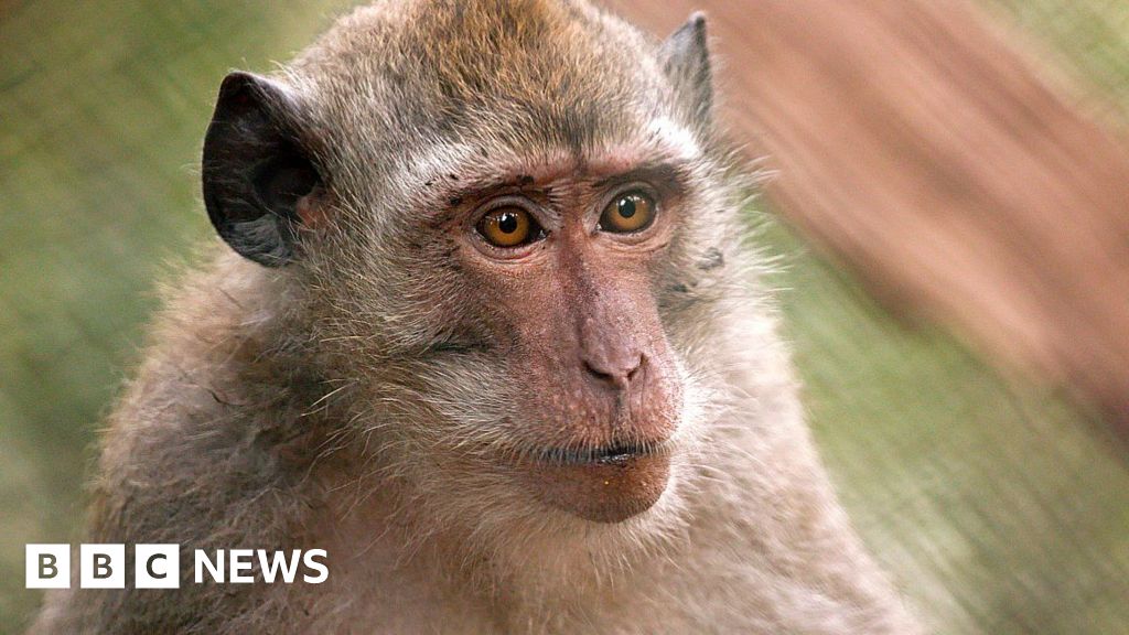 Moment BBC reporter returns tortured monkey into wild