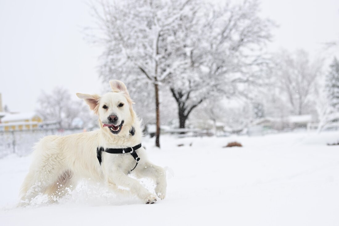 A golden retriever races through the snow during a storm on March 14 in Boulder, Colorado.