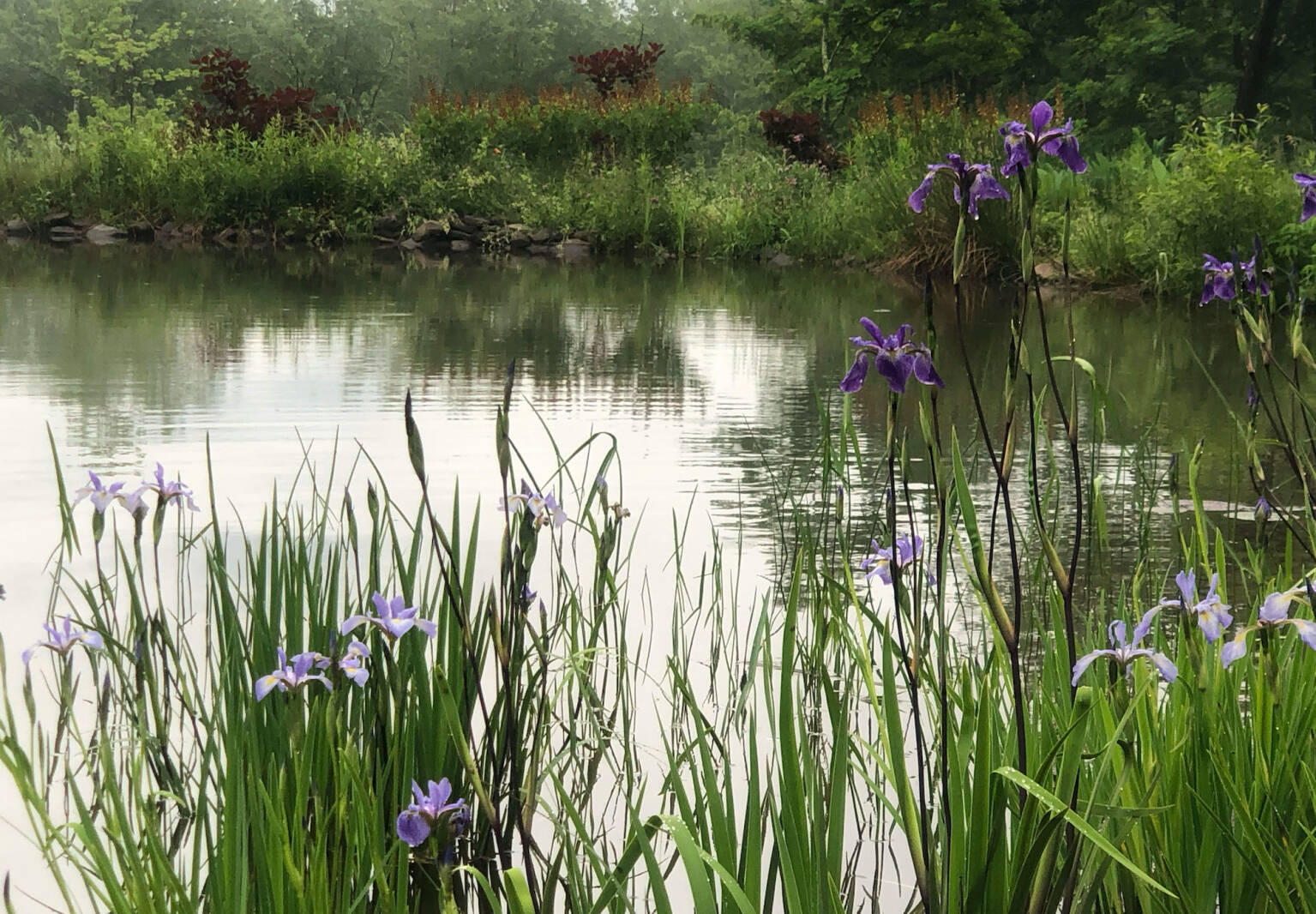 Native Irises: The Best Low-Maintenance Irises Indigenous to the U.S.