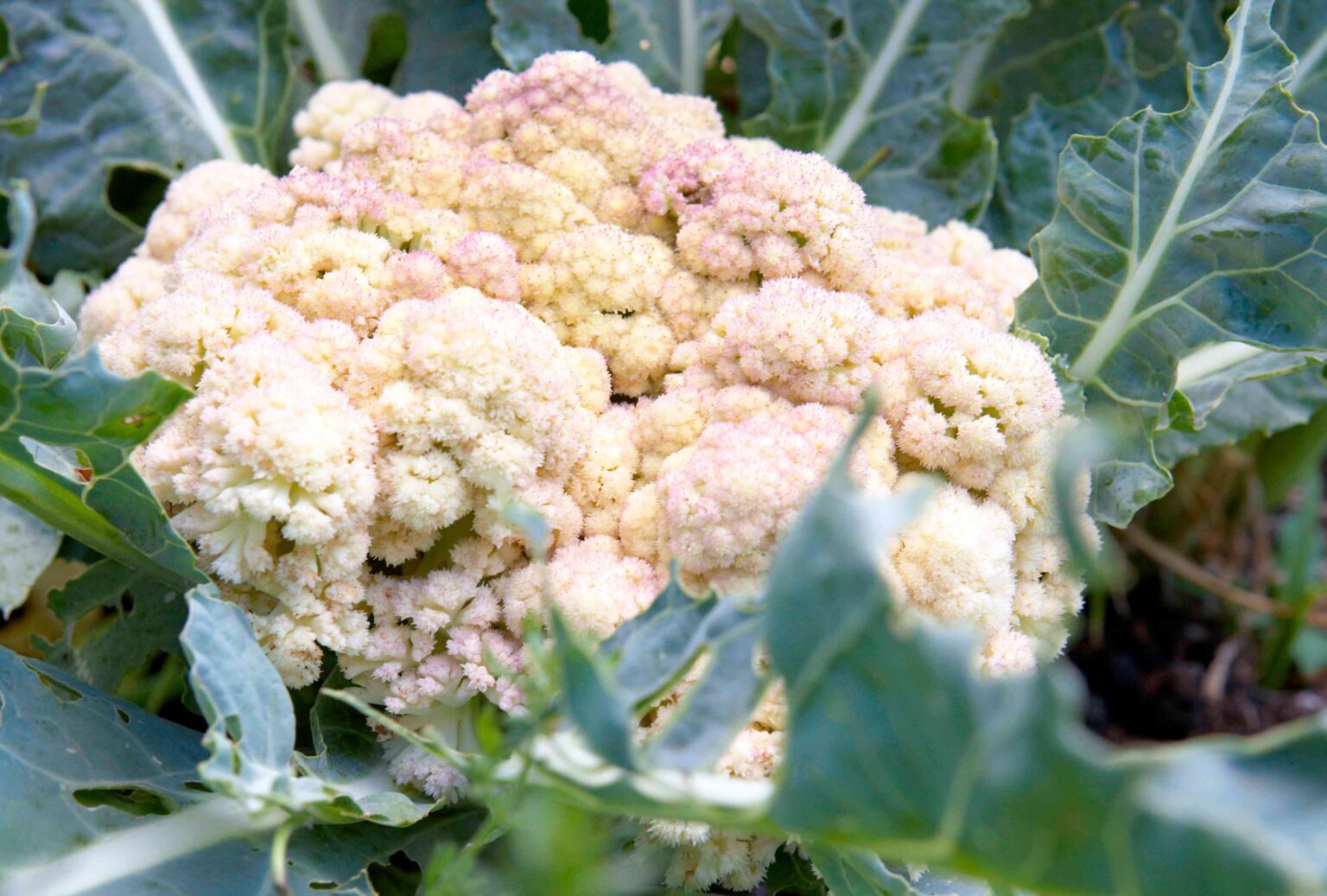 Our Best Tips for Growing Cauliflower Successfully in Your Garden