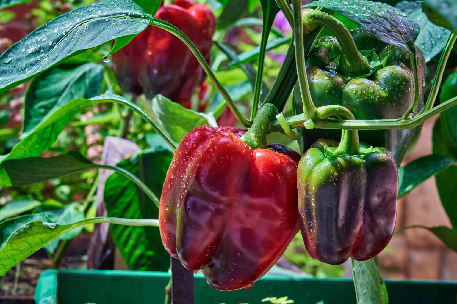 Peppers Need Special Care in Fall—What You Should Do Right Now For Happy Plants