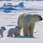 Polar bears face higher risk of disease in a warming Arctic