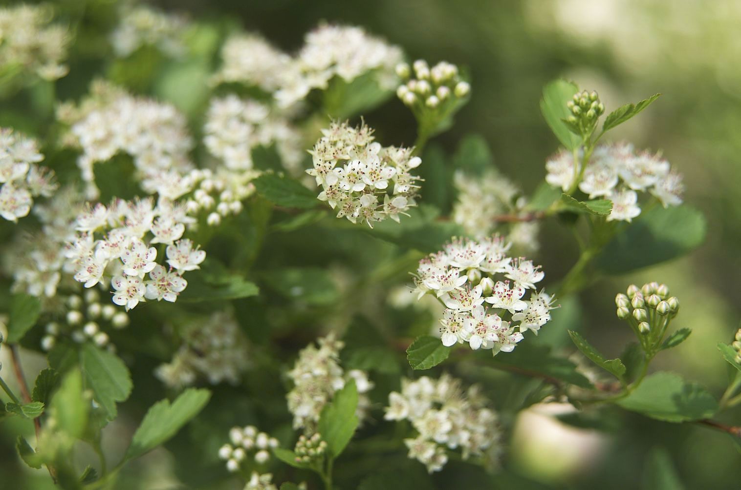 Prune Your Spirea Like a Pro—Here's When and How to Start Snipping