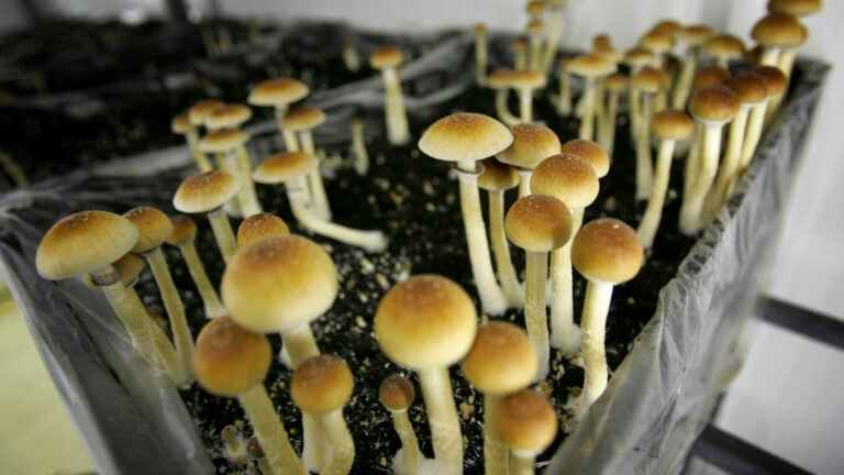 Question 4: What to know about the proposal to legalize some psychedelics