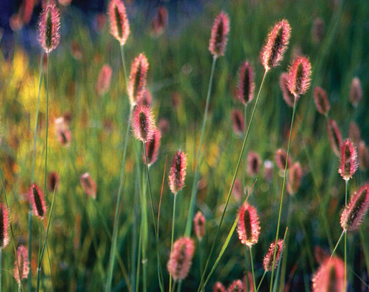 Red Bunny Tails Fountain Grass is $24.99 for a 5-gallon pot at PlantClearance.com.