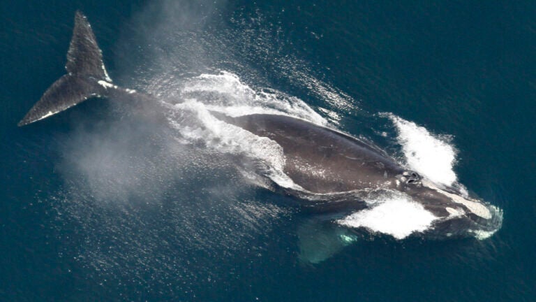 FILE - This image provided by NOAA, shows a North Atlantic right whale in the waters off New England, May 25, 2024.