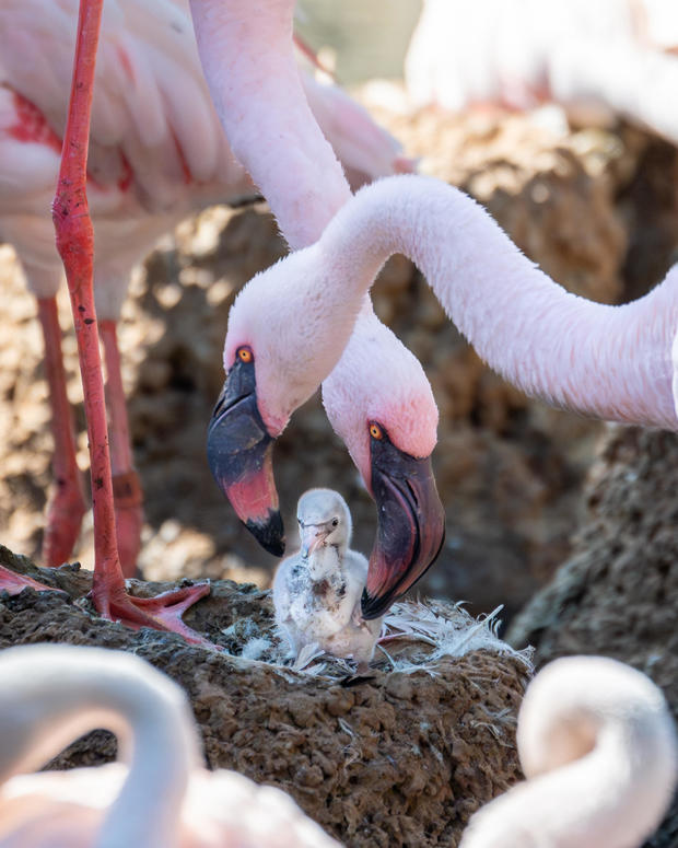 Flamingo chick and dads