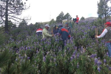 Saving Mexico’s fir forests could help monarch butterflies