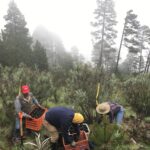 four scientists transplant plants grown in a greenhouse to a mountain. the plants are in three crates