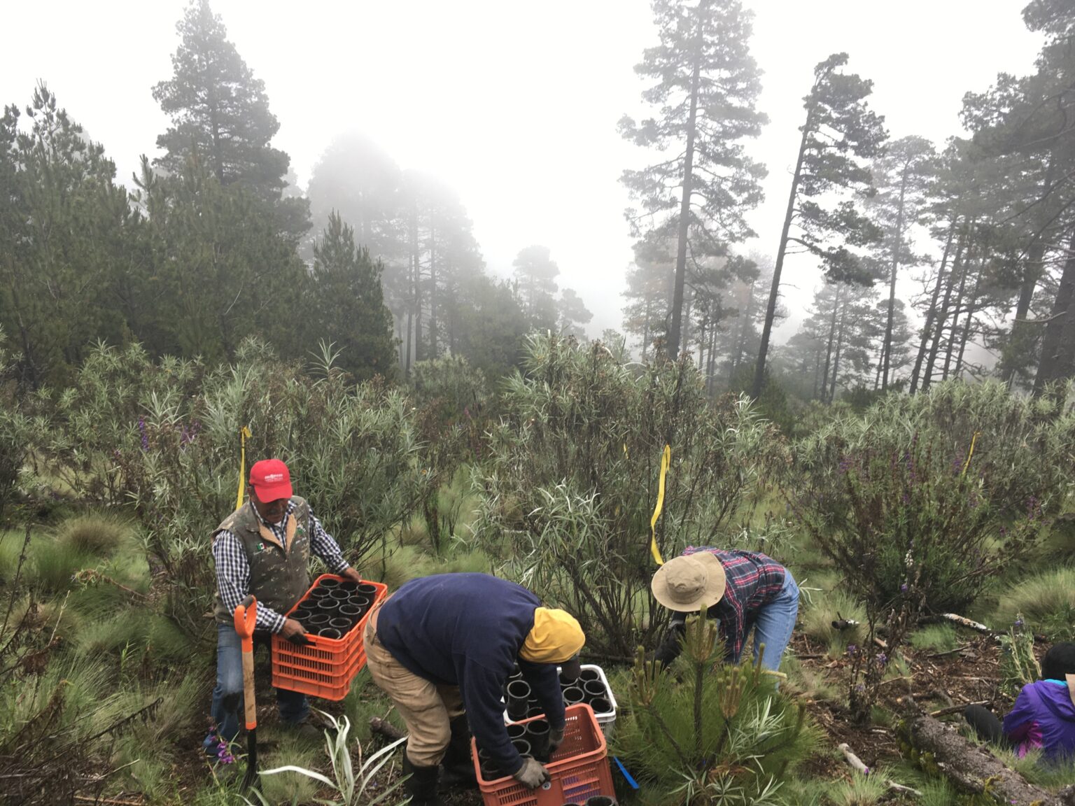 four scientists transplant plants grown in a greenhouse to a mountain. the plants are in three crates