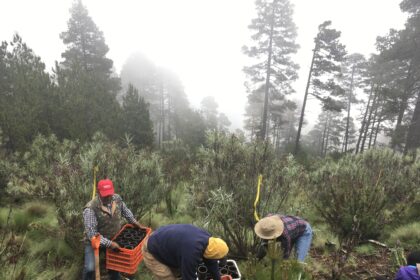 four scientists transplant plants grown in a greenhouse to a mountain. the plants are in three crates