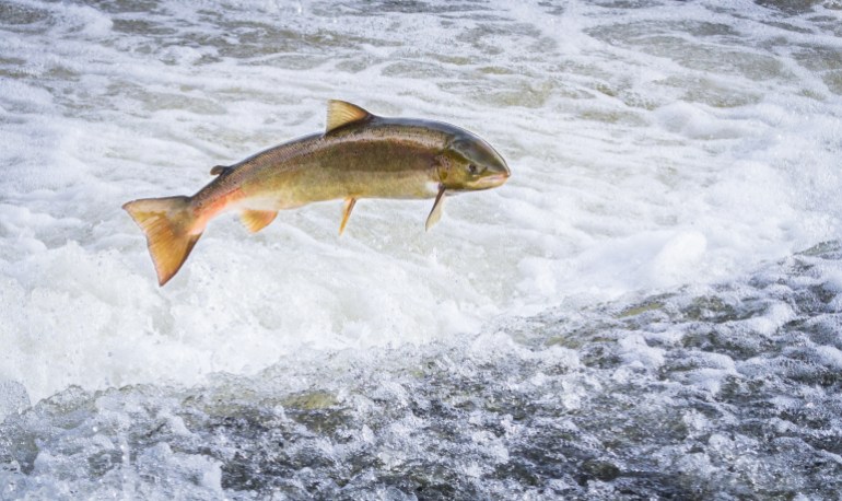 Atlantic salmon