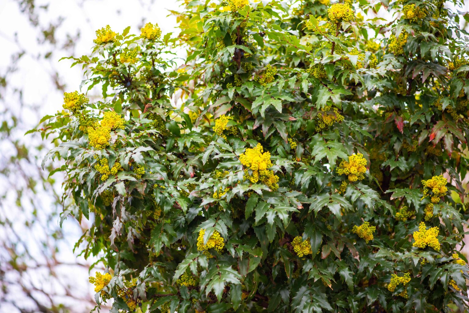 The 9 Best Shrubs That Will Thrive In A Shady Garden, According To A Horticulturist