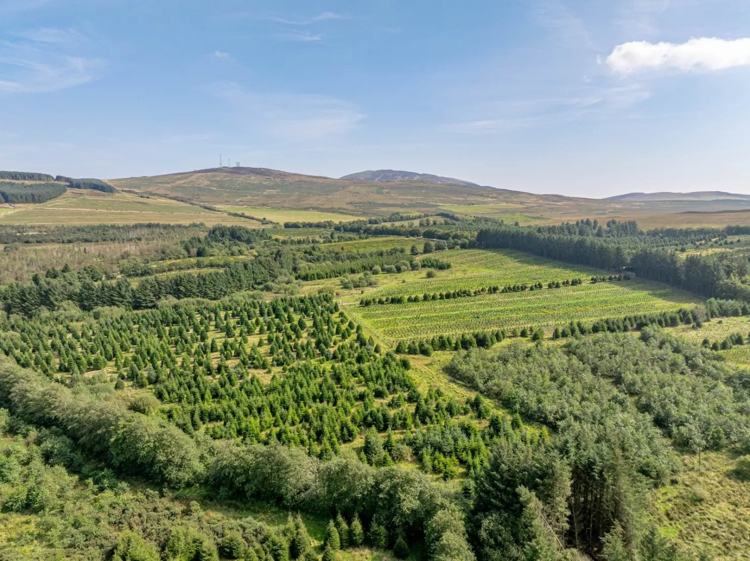 Image may contain Land Nature Outdoors Plant Tree Vegetation Woodland Countryside Aerial View Rural and Farm