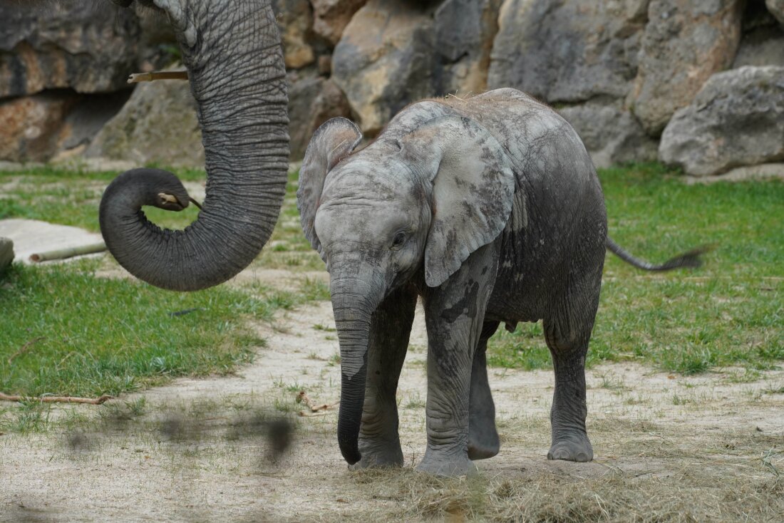 New research looks into how the wrinkles on an elephant's trunk helps it feed.