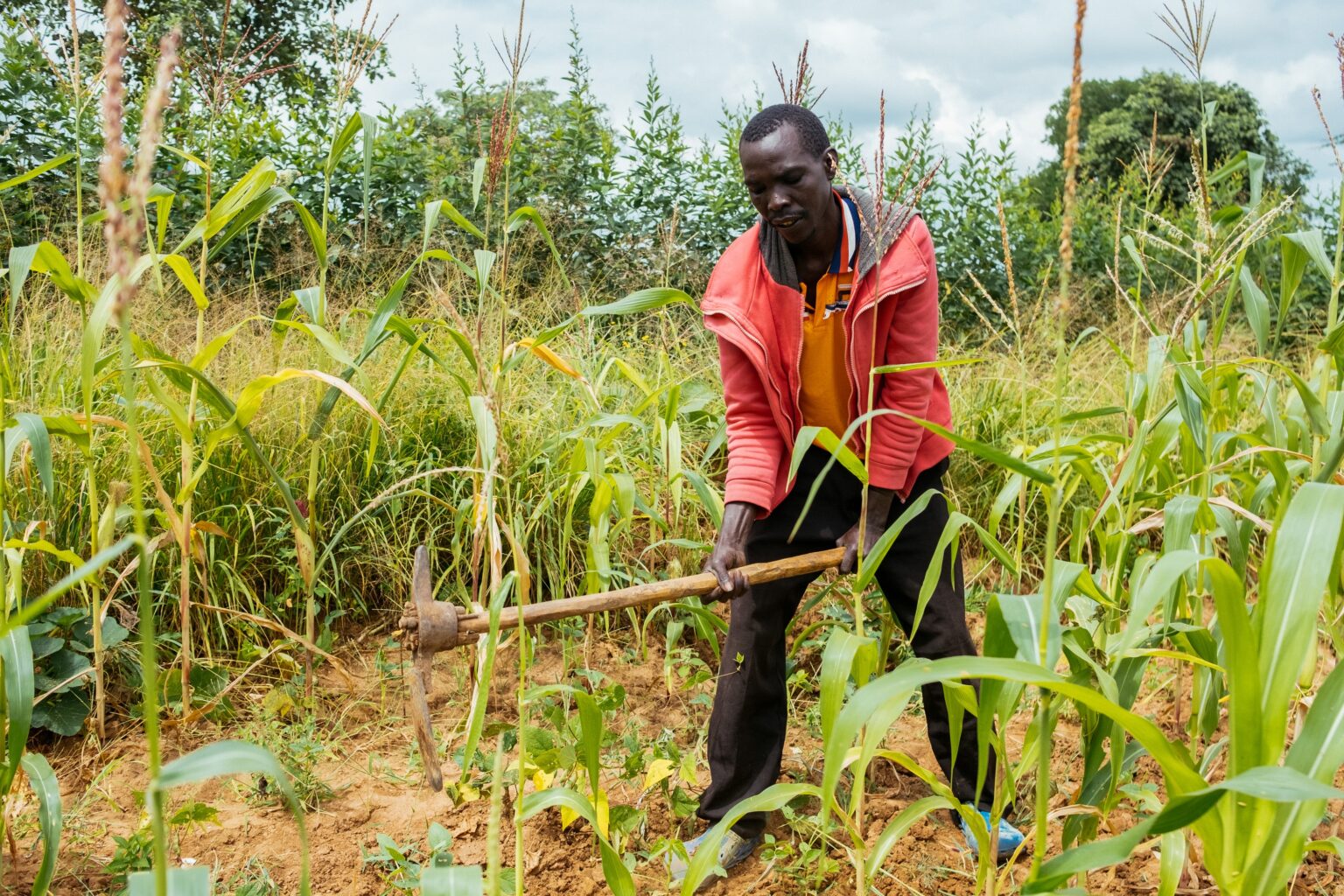 This farmer 'planted blindly' in a changing climate. A weather app came to his rescue