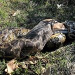 burmese python swallowing a deer