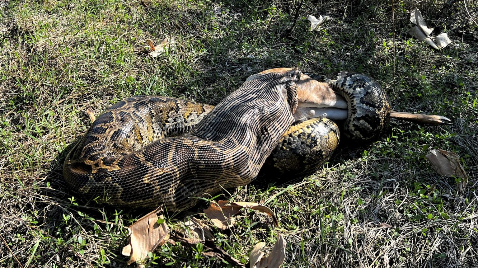 burmese python swallowing a deer