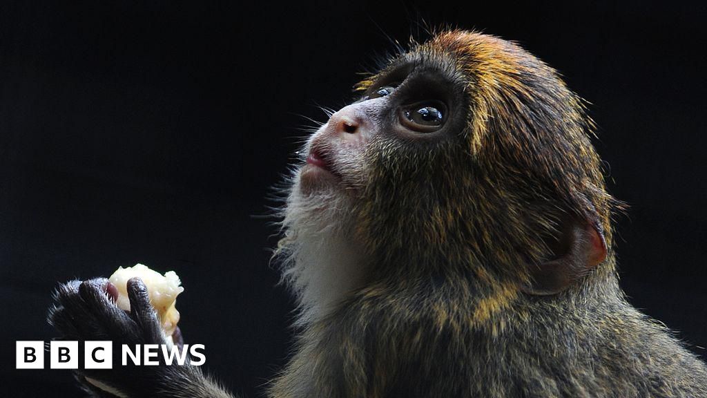 Twelfth monkey dies in Hong Kong zoo amid bacterial outbreak