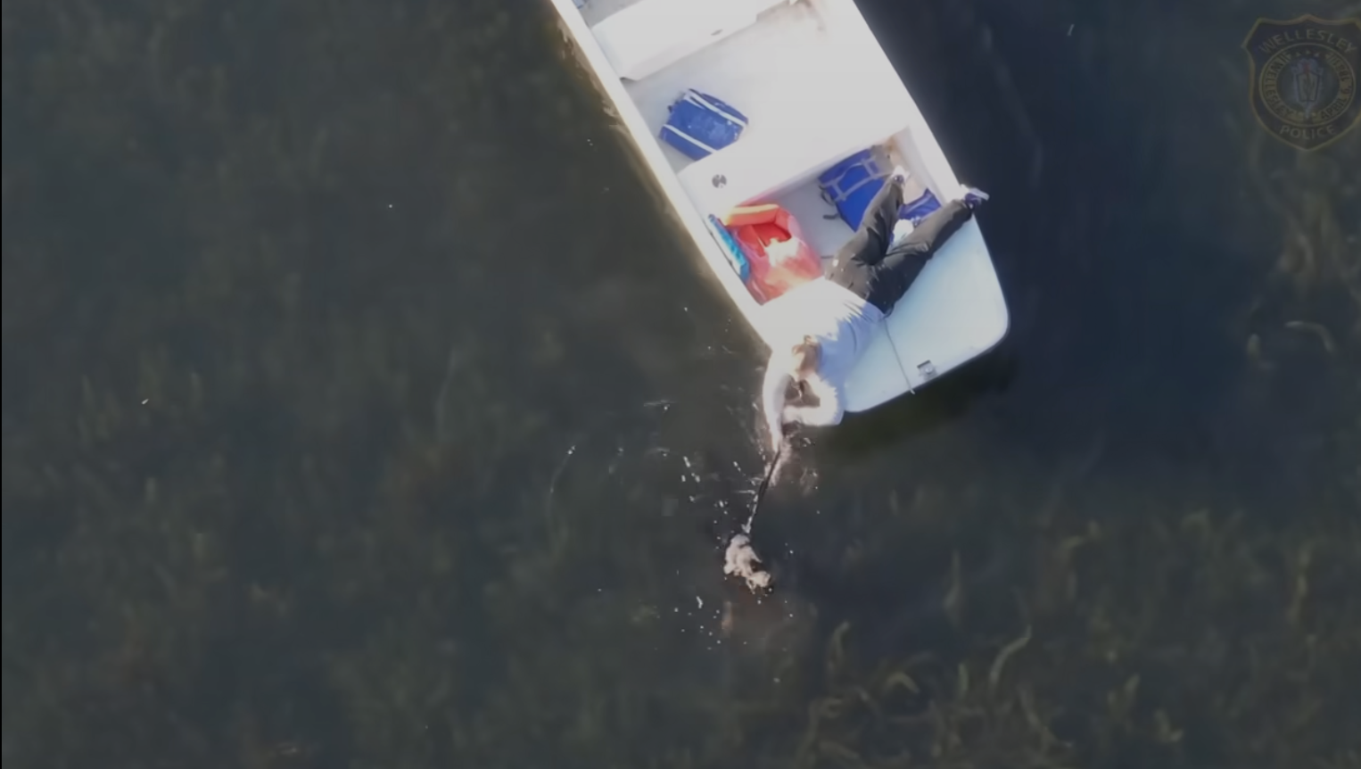 Watch: Drone, boats used to rescue dog who got in too deep chasing geese in Wellesley