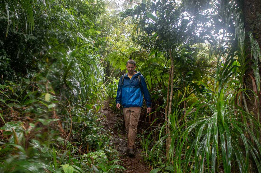 David Sischo walks through a rainy forest. Sischo is working to save some of the rarest endangered species on the planet, kāhuli – Hawaii’s native tree snails. The snails play a crucial role in the ecosystem, having evolved over millions of years on the isolated islands.