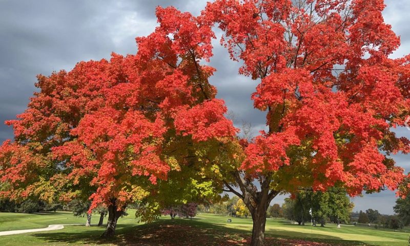 Trees with brilliant red leaves and a gap showing gray rain clouds behind.