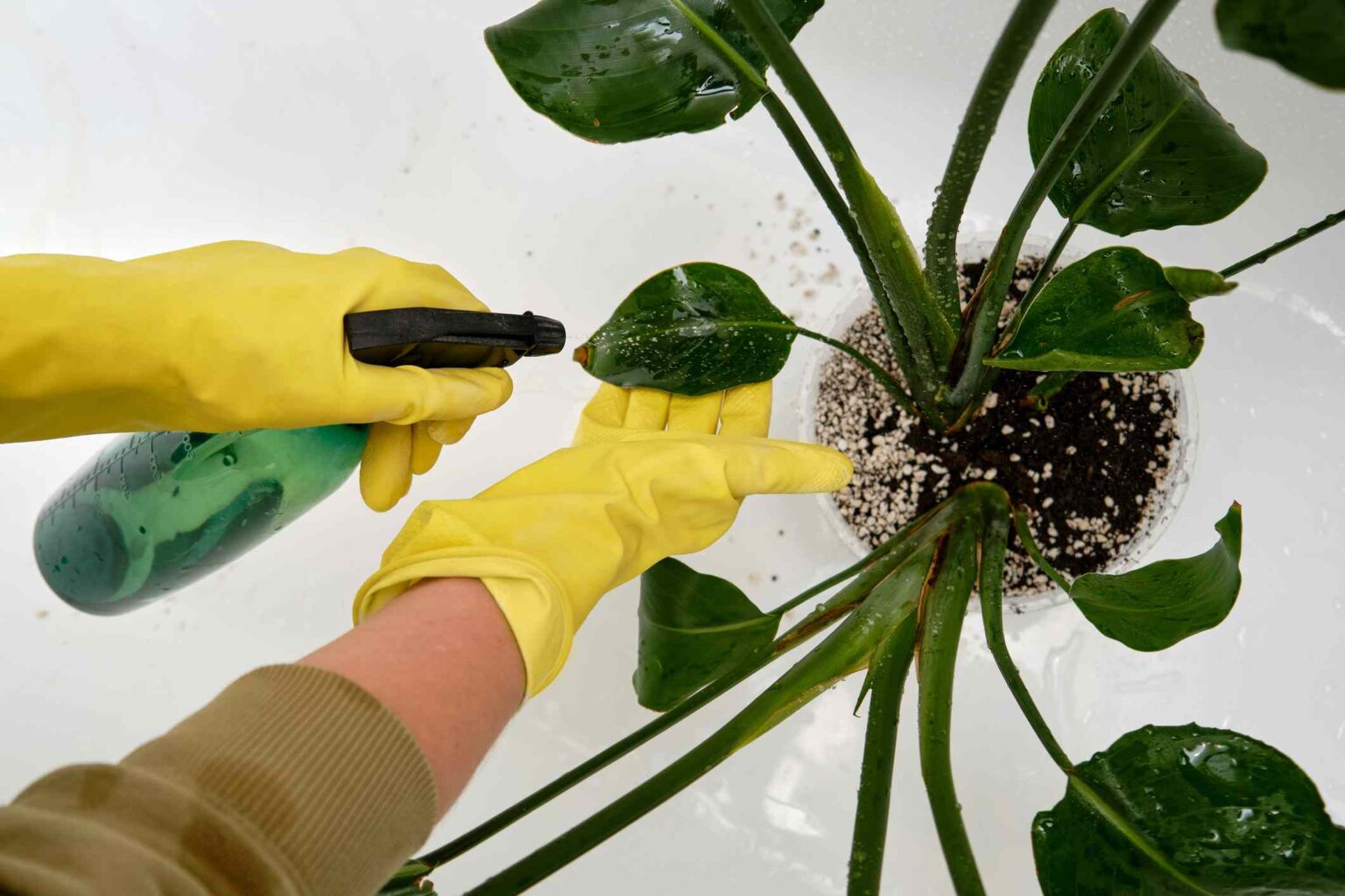 Will a Little Soapy Water Hurt Your Plants or Just Kill Pests? What Gardeners Say