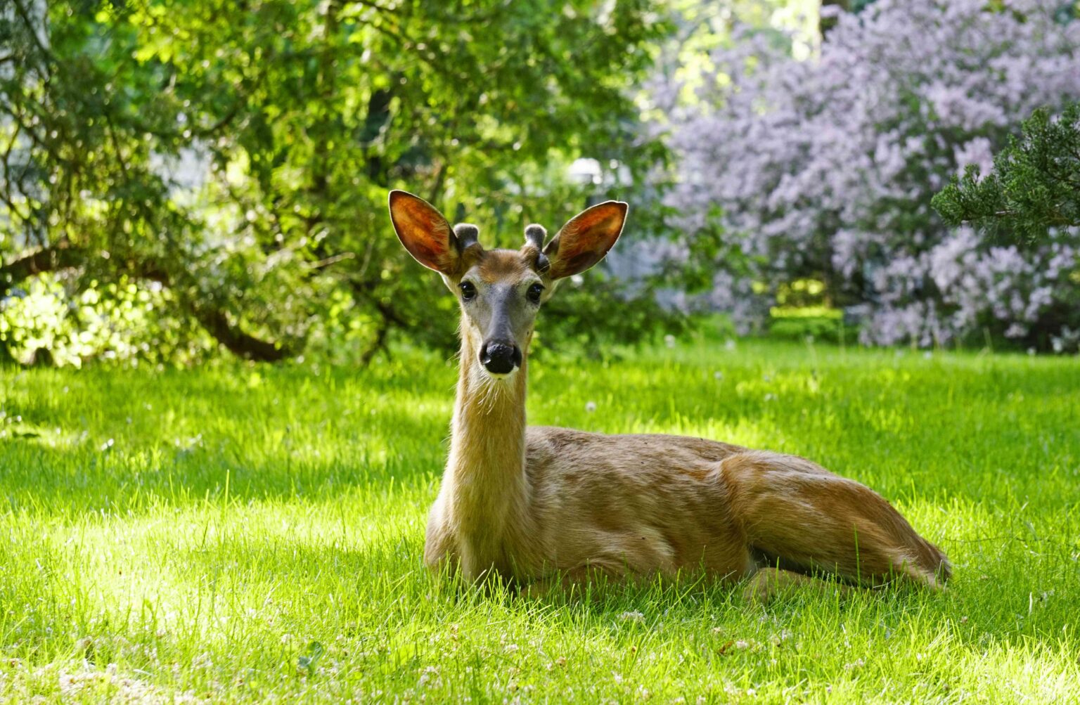 Yes, Deer Eat Mums—Here's How to Protect This Fall Bloom, According to Experts