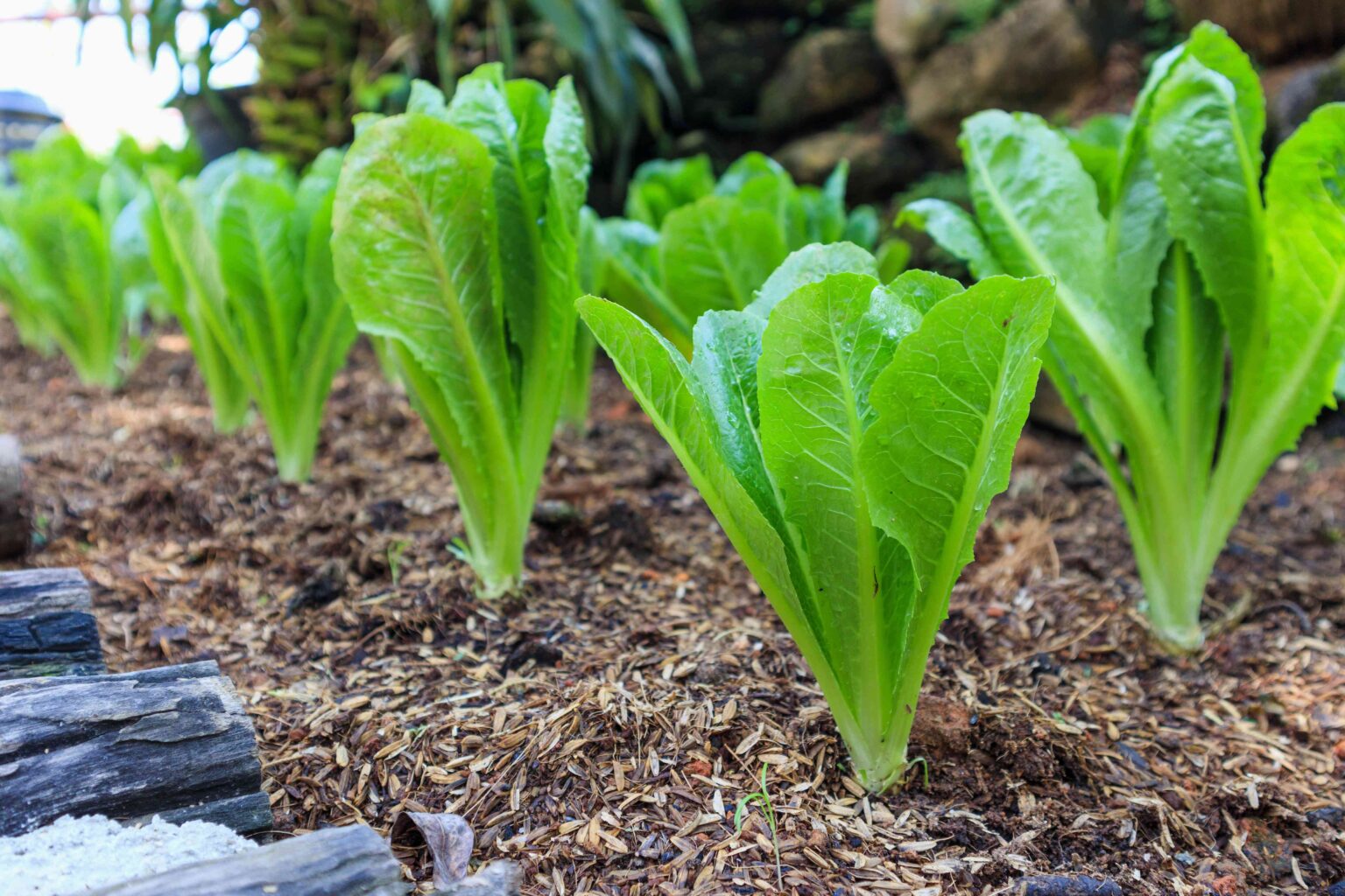 You Can Grow Lettuce in the Fall and Winter Too, According to a Master Gardener—Here's How