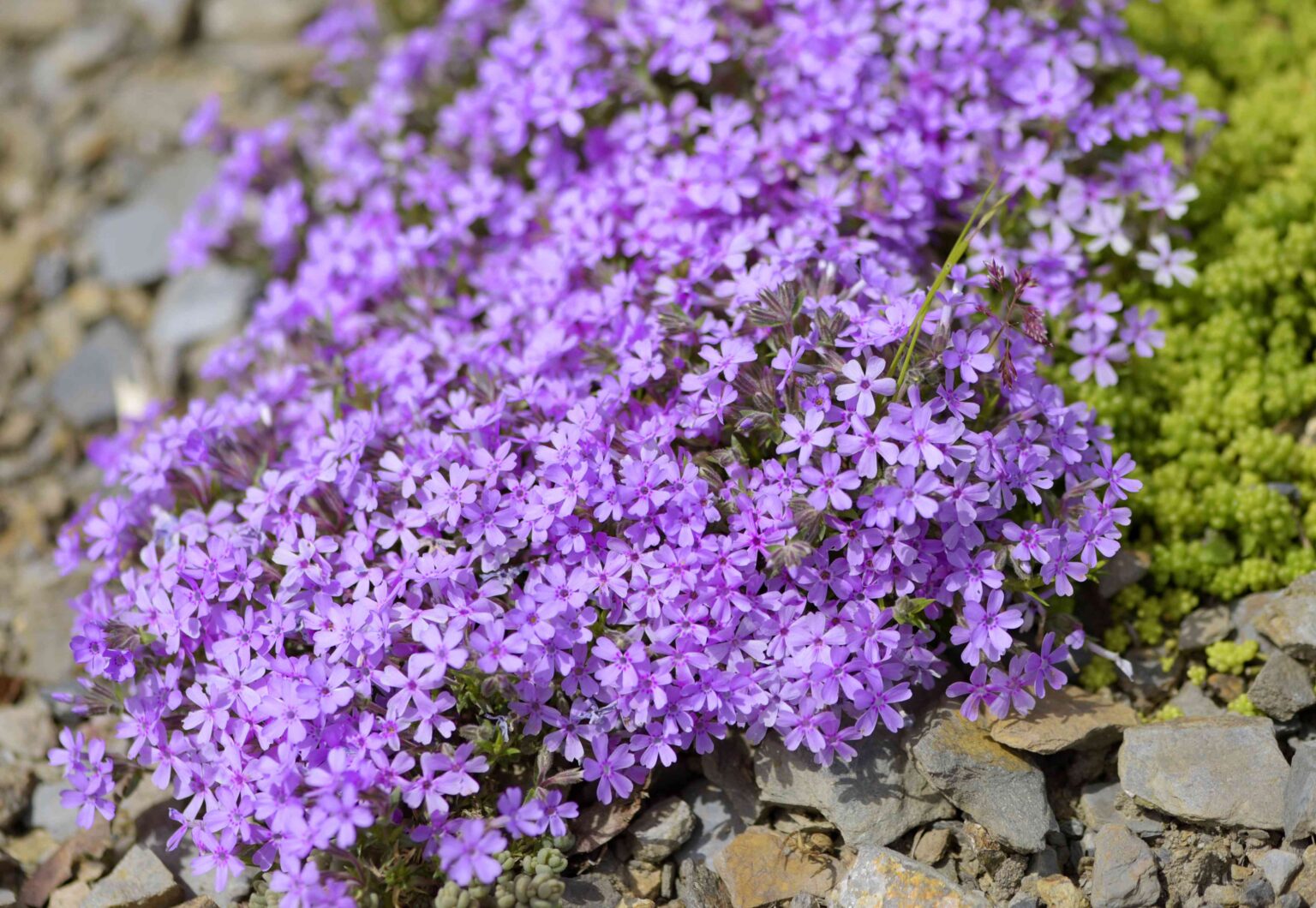 You Should Cut Back Phlox Now for Stronger Plants, a Gardener Says—Here's How